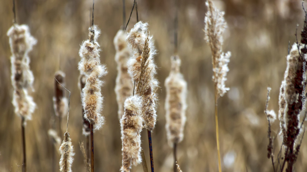 Початки рогозов и кисточка тростника... © NickFW.ru — 09.02.2025г.