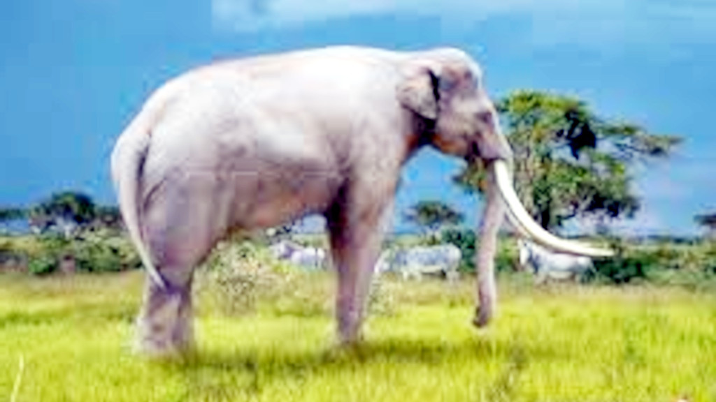 От мамонтов слонов отличал прямой загривок и относительно прямые бивни.