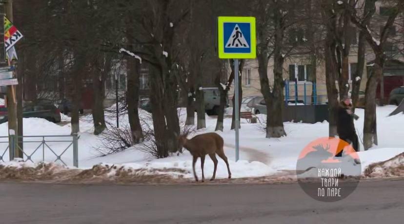    Фото: телеграм-канал «Каждой твари по паре»