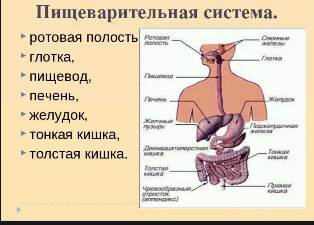 Картинка конечно не совсем подробная не показан кардинальный клапан который находится в канале пищевода. Нов целом она даёт наглядное представление о физиологии процессе пищеварения 
