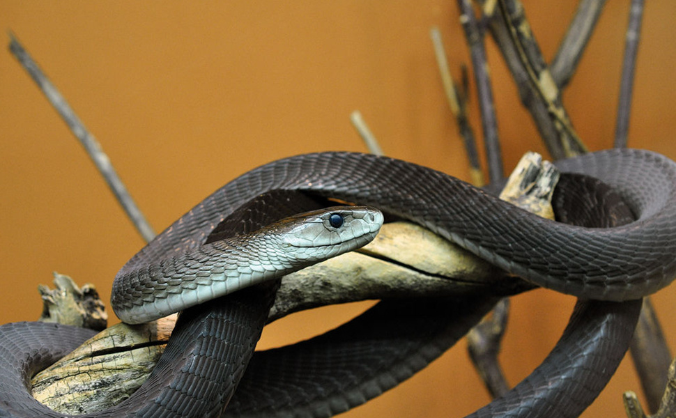 Черная мамба