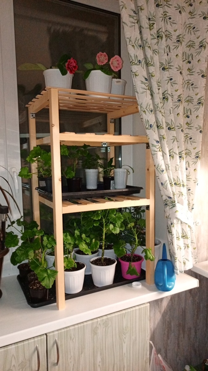 Пеларгонии много😱