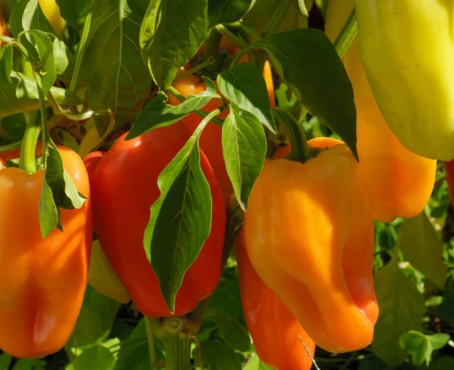 Его расхватывают: 3 сорта раннего перца - урожай вместе с клубникой. Крупный, с толстой стенкой, вкусный, урожайный - лучший из ранних