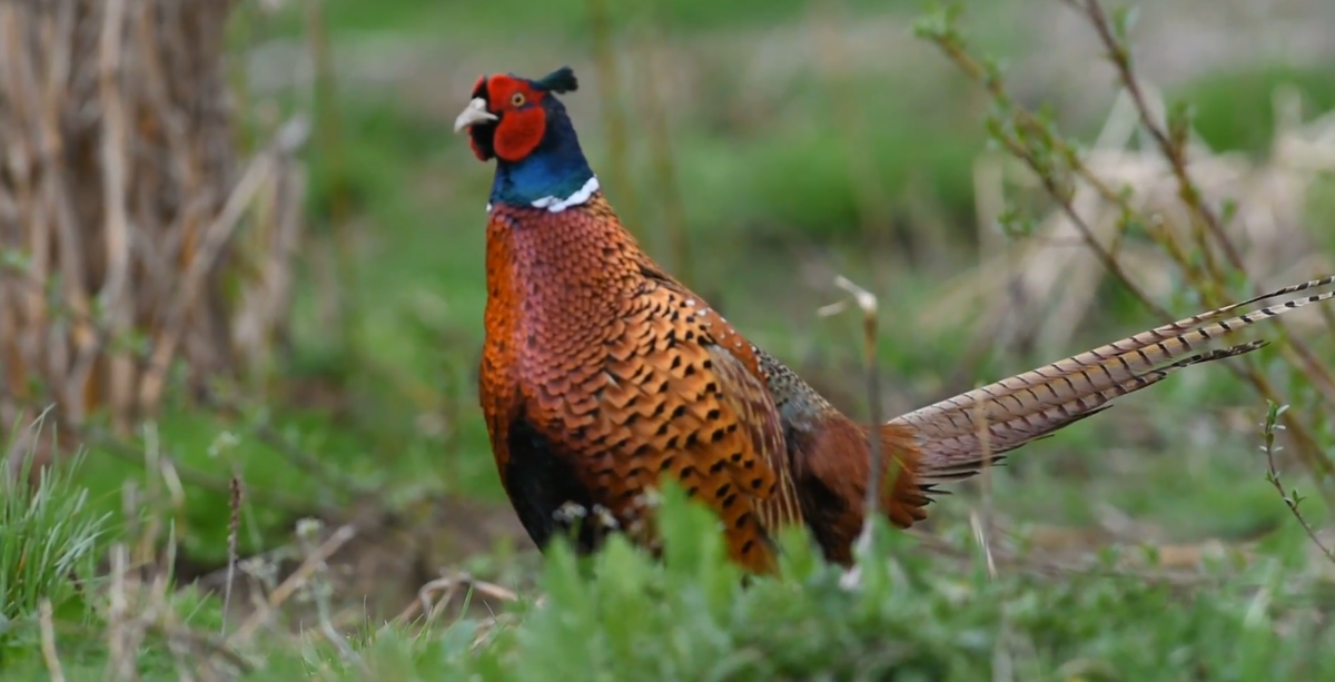 Фазан обыкновенный в природе.