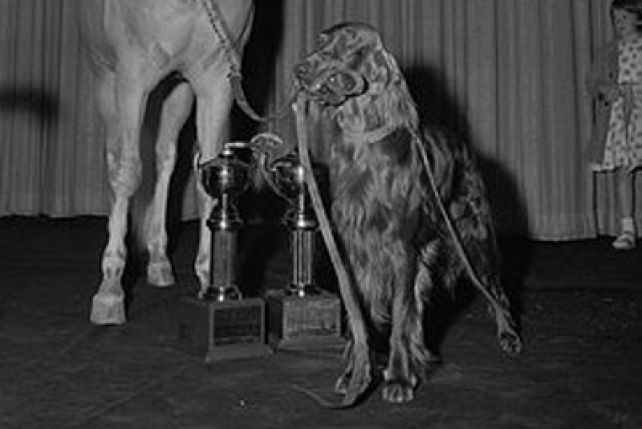 Одна из церемоний вручения премии "Пэтси"