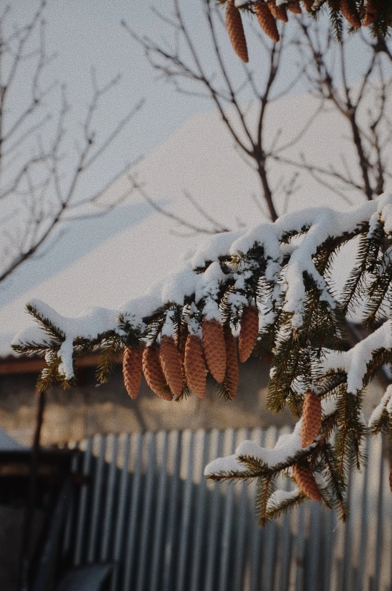 В ту первую зиму я много фотографировала природу, это выручало 