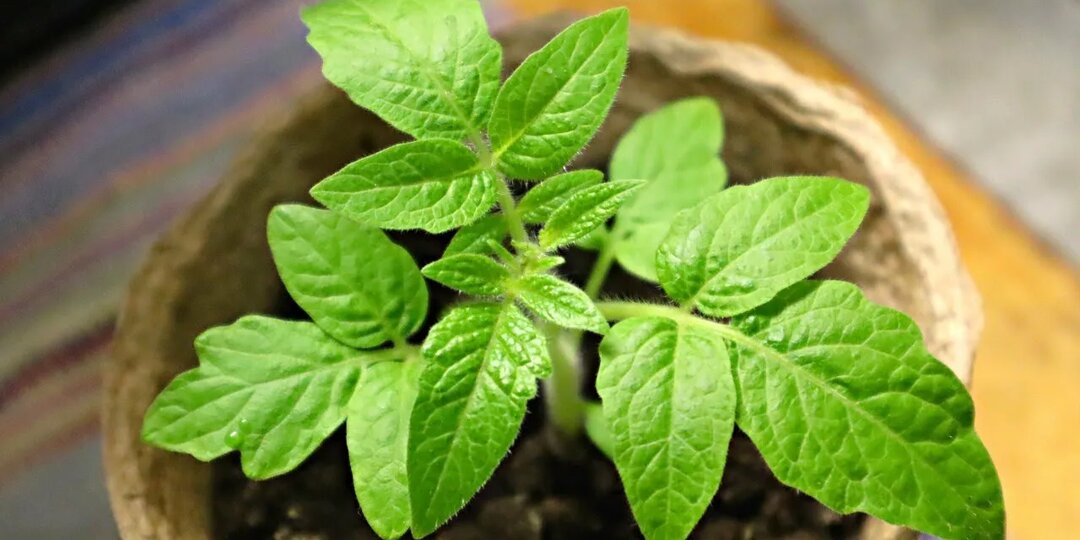 Как получить коренастую рассаду томатов, и что предпринять, чтобы она не вытягивалась?