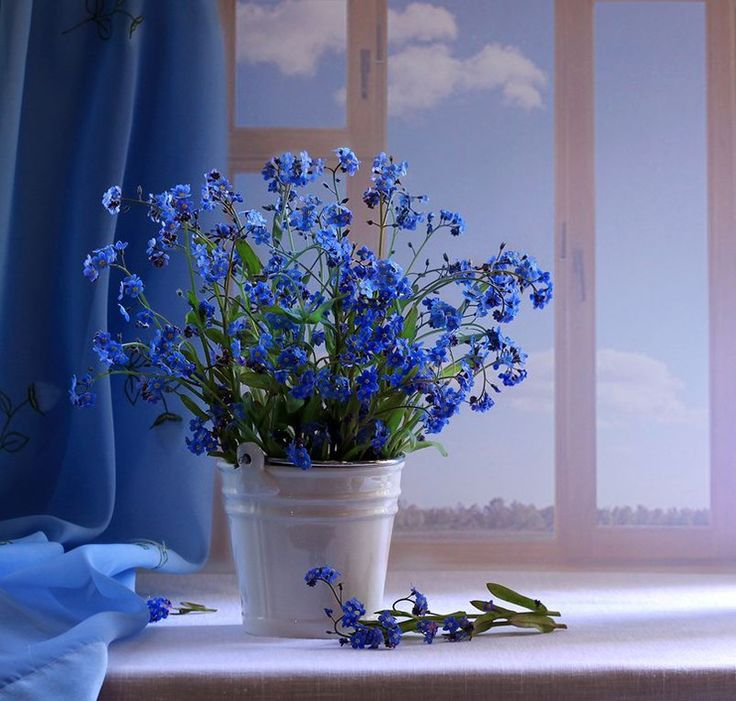 Картинка найдена на просторах интернета, ссылка: https://yandex.ru/images/search?from=tabbar&img_url=https%3A%2F%2Fpbs.twimg.com%2Fmedia%2FCWSzWldW4AIyFyk%3Fformat%3Djpg%26name%3Dlarge&lr=103814&p=2&pos=39&rpt=simage&text=%D0%B3%D0%BE%D0%BB%D1%83%D0%B1%D1%8B%D0%B5%20%D1%86%D0%B2%D0%B5%D1%82%D1%8B%20%D0%BA%D1%80%D0%B0%D1%81%D0%B8%D0%B2%D1%8B%D0%B5%20%D1%84%D0%BE%D1%82%D0%BE