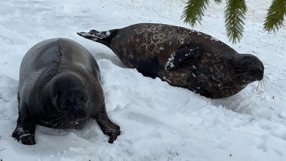    Фото: vk.com/sealrescue