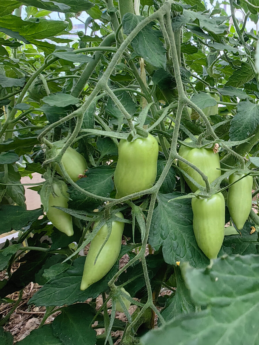 томат Бронзовое Сердце Ангела