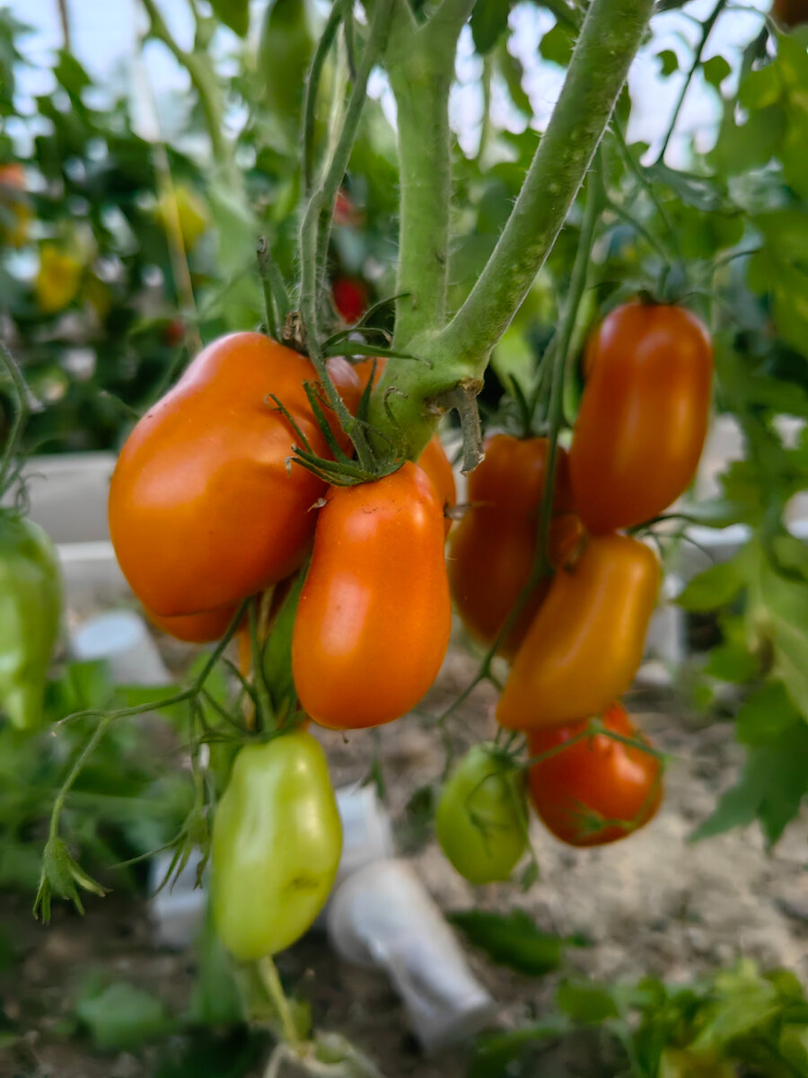 томат Бронзовое Сердце Ангела