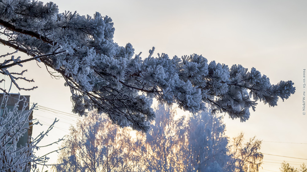 1. Хвоя в инее... © NickFW.ru — 25.12.2024г.