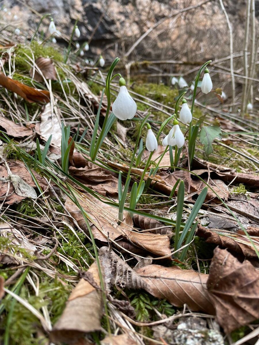 Фото весны взято из интернета.