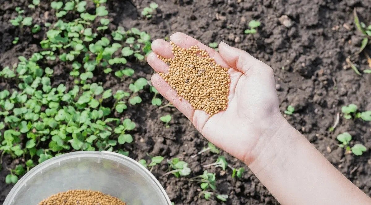 Так выглядит посевной материал одного из самых ценных сидератов