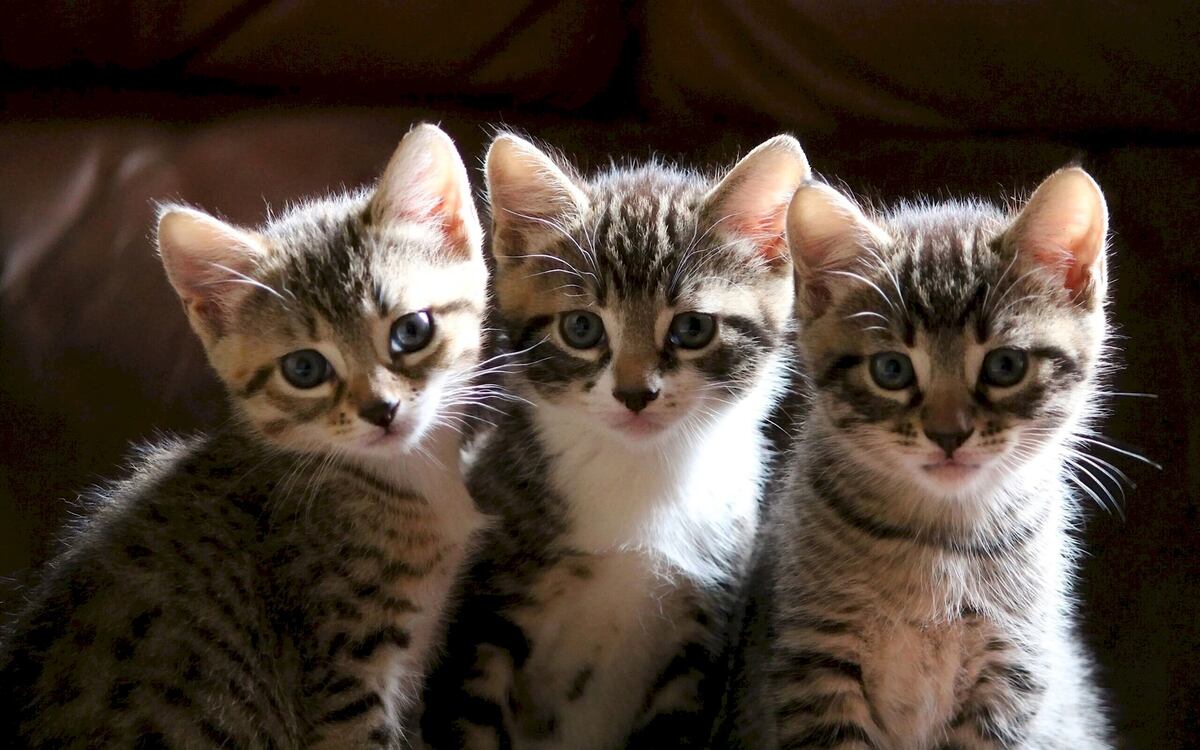 авито продвижение объявления стоимость
