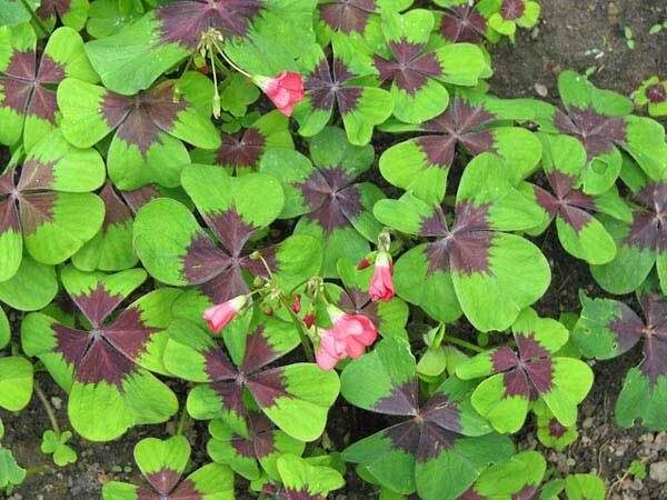 Источник фото https://flowersadvice.ru/komnatnye-rasteniya/dekorativnocvetushhie/kislica-oksalis-vidy-i-sorta.html?ysclid=m7qj6ot61r765575829