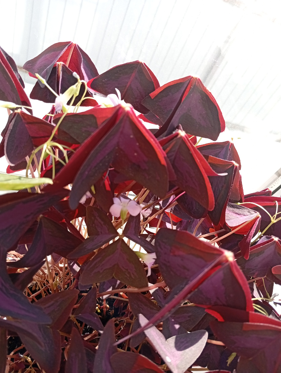 Юг России.  2 марта 2025 год. 8 утра. Поливаю каждый день. После 11 уже лучше ей.