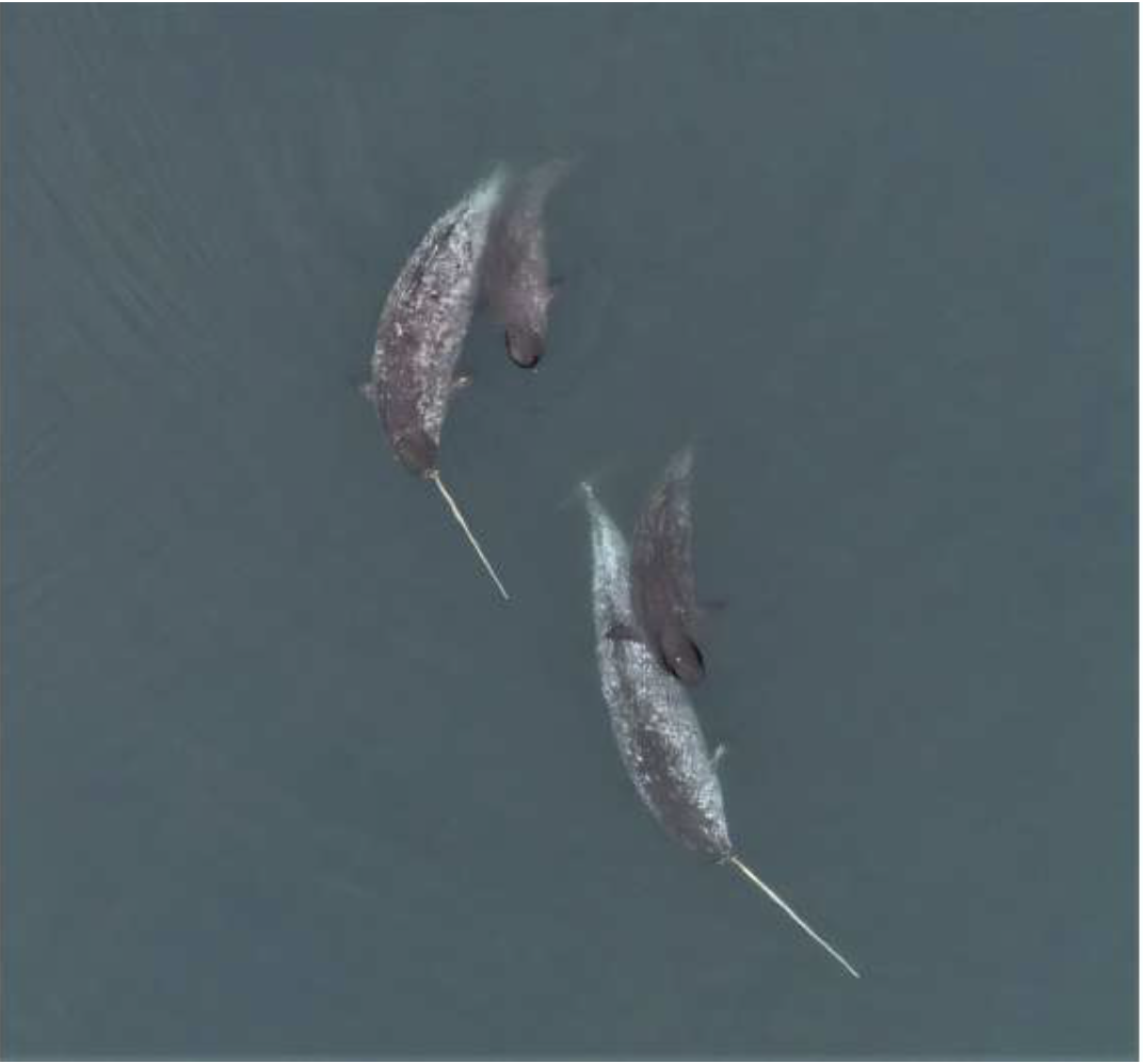 Знаменитый нарвал Арктики. Источник: https://phys.org/news/2025-02-drone-captures-narwhals-tusks-explore.html