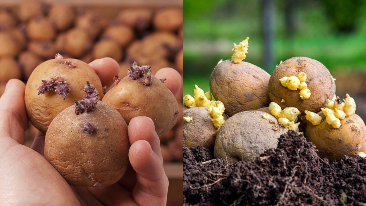 Клубни справа подготовлены по старому методу - больше глазков, лучше проросли