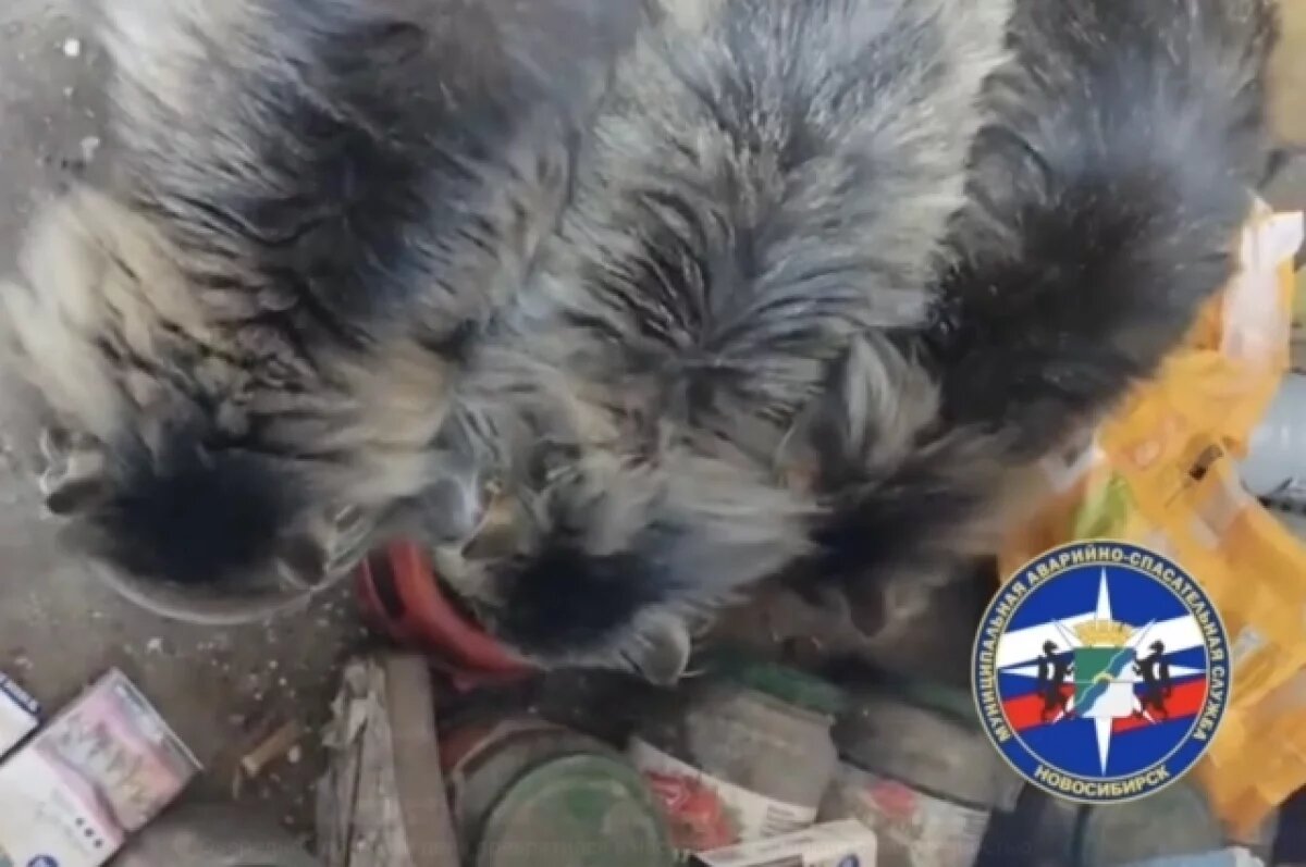    В Новосибирске спасатели накормили трех кошек беспомощной пенсионерки