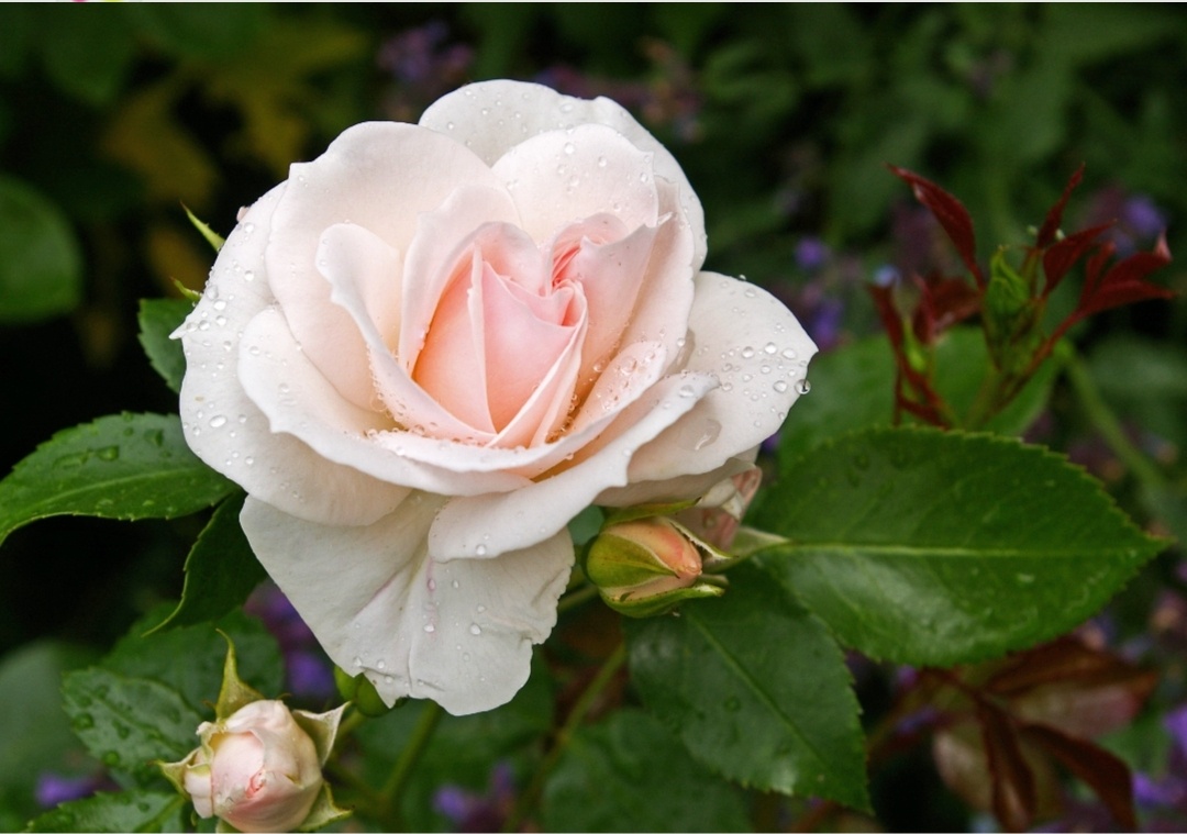 Чаще всего трипсы на садовых розах селятся в бутонах, где они высасывают из них сок. В итоге поврежденные вредителем бутоны могут не распуститься и быстро засохнуть. Так как размножается такое насекомое очень быстро и стремительно расселяется по кусту, способны за короткое время погубить все розы.