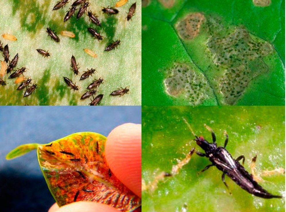 Стадии развития трипсов