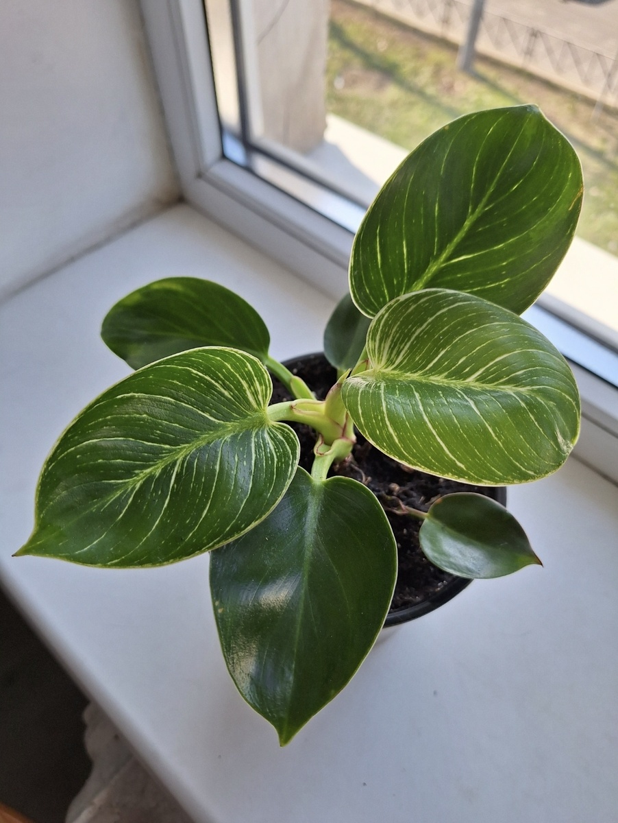 Красавчик филодендрон биркин.