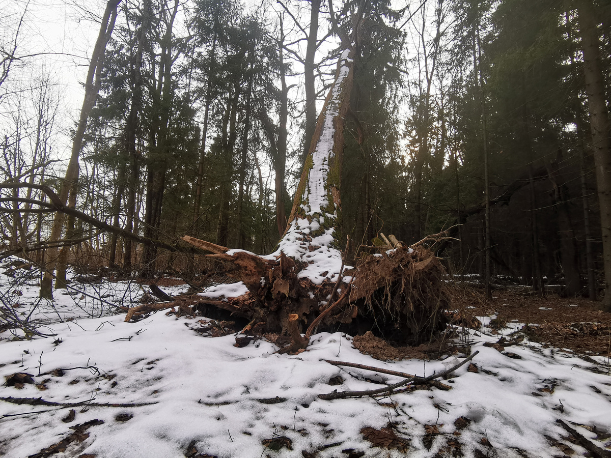 Еще один дуб упал