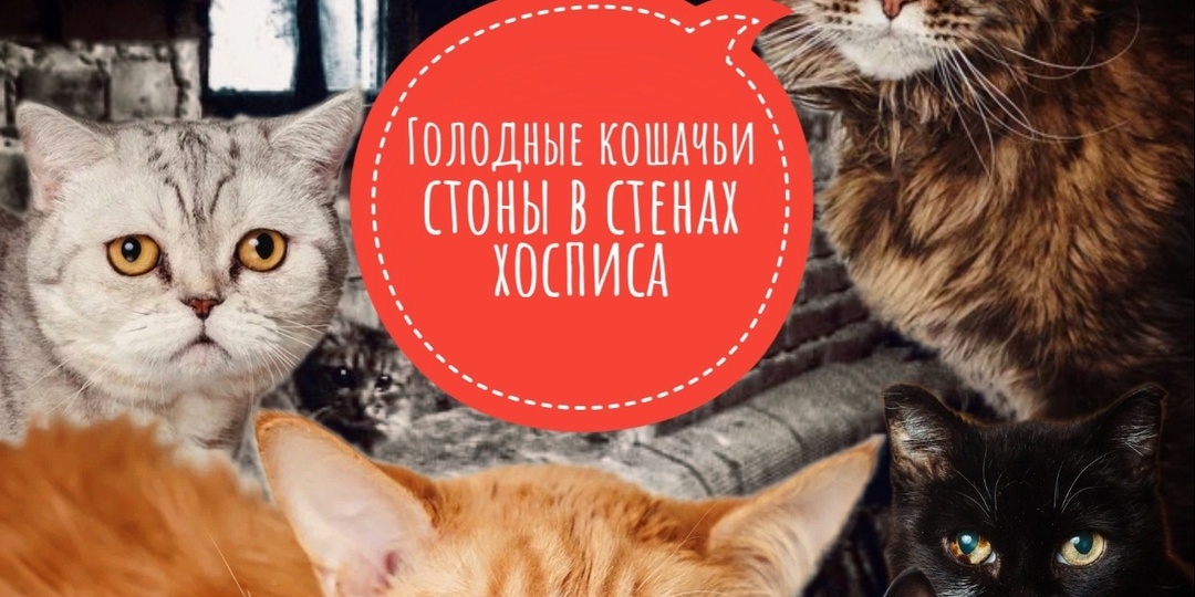 Кошачьи стоны в стенах ХОСПИСА… Караул!