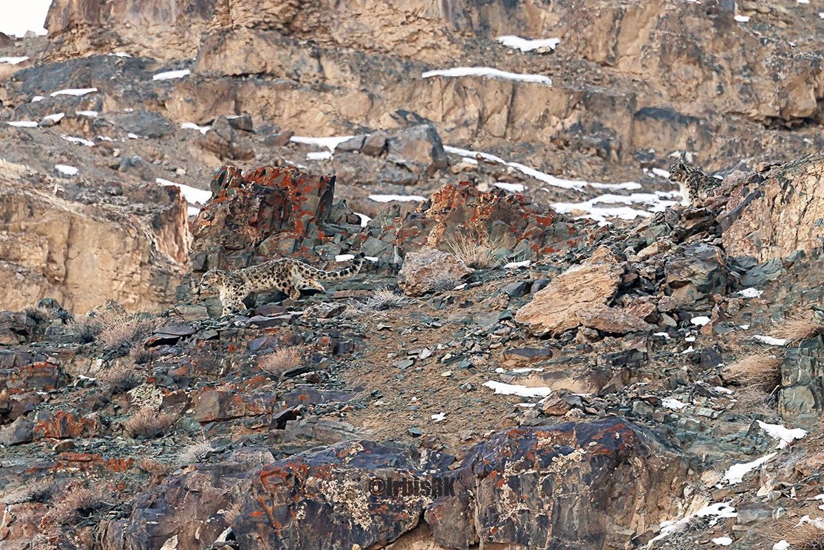 (с) Рафаэль Кетцян. Снежные барсы Гималаев. Пара ирбисов во время брачных игр. Редчайшие фотографии.
