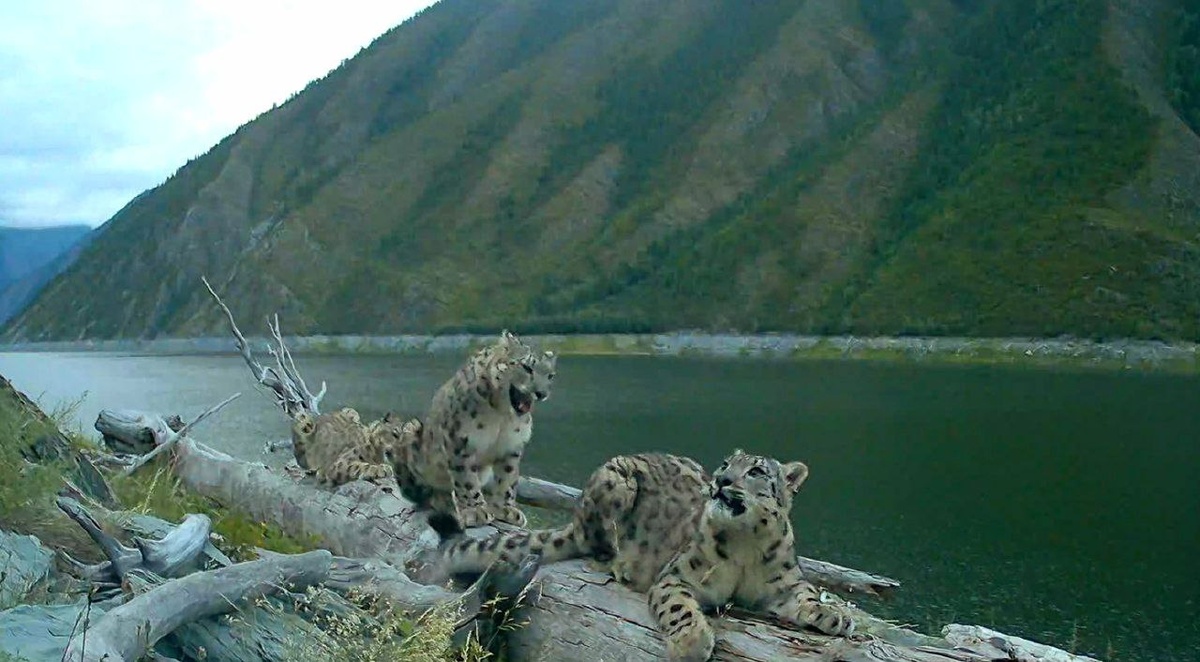 Это мама Клепа с котенков в Саяно-Шушенском заповеднике в Красноярском крае.