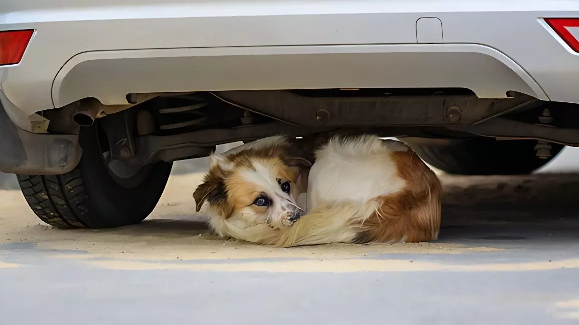 Фото: 1MI. Бездомная собака
