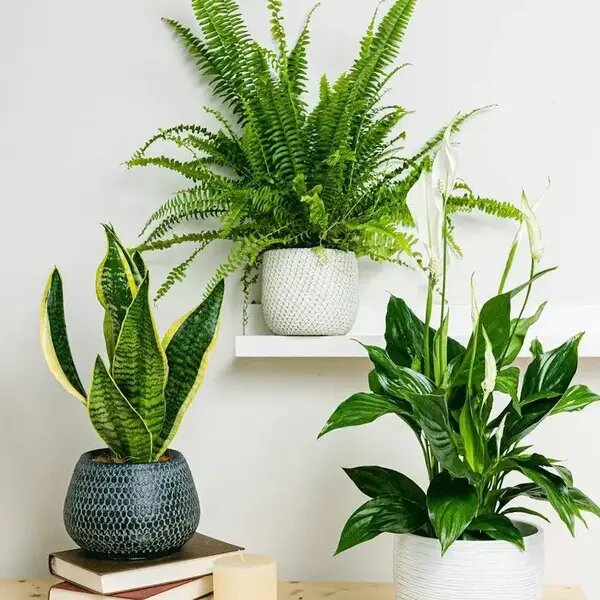   Горшки для интерьера, AzaliaNow Мария Казённова