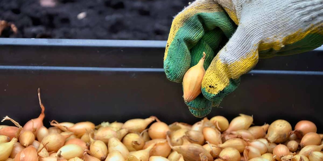 Когда сажать севок в 2025 году. Определяем самые благоприятные дни