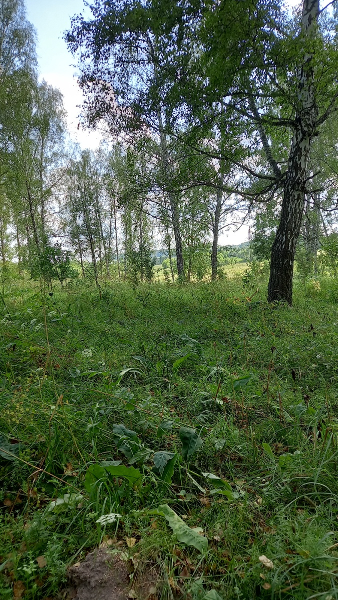 У нас на опушке леса