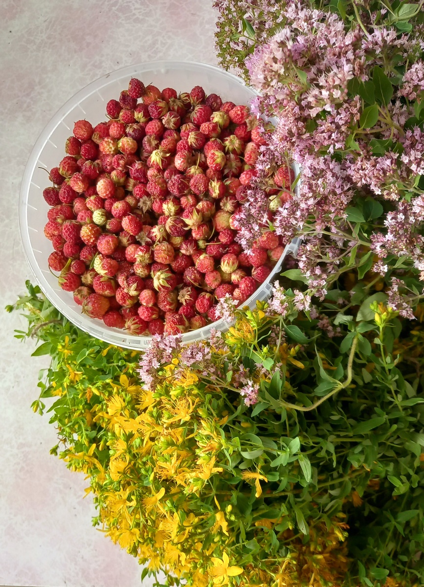 Моя аптека под ногами