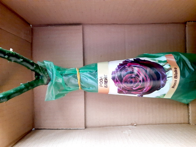 Все фотографии в статье мои. Коробка и роза тоже