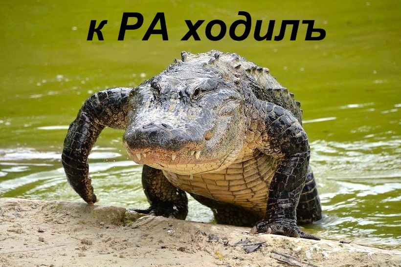 Кракодил к Ра ходил