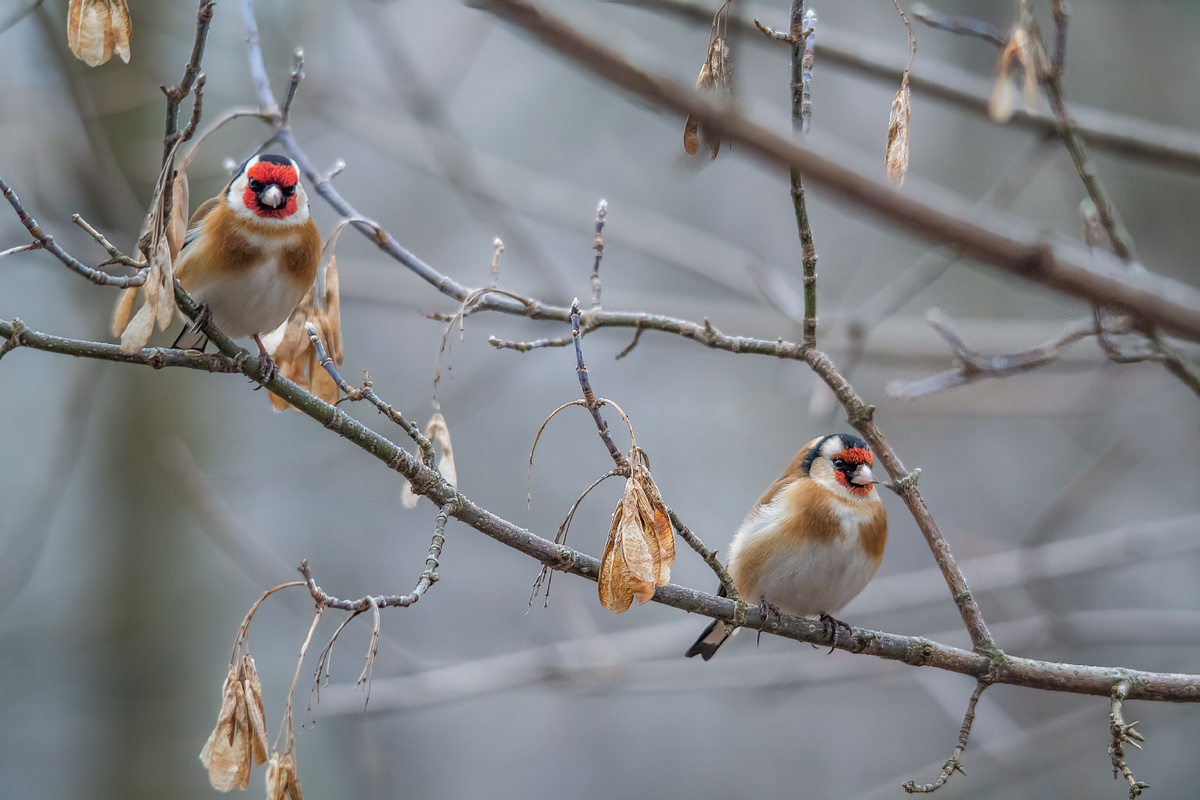 Nikon D3100, Sigma 170-500 f5.6-6.3 APO DG OS HSM