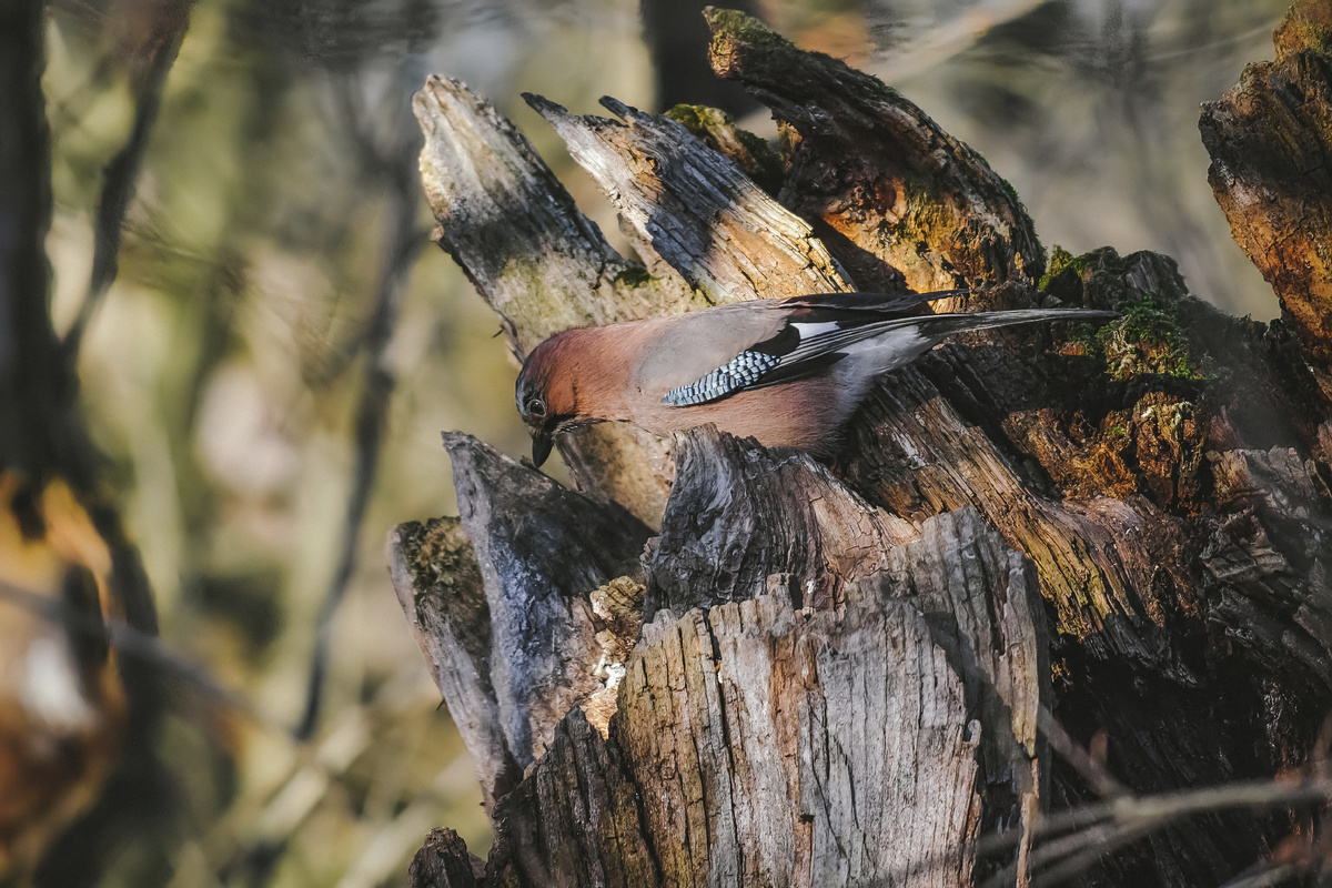 Nikon D3100, Sigma 170-500 f5.6-6.3 APO DG OS HSM