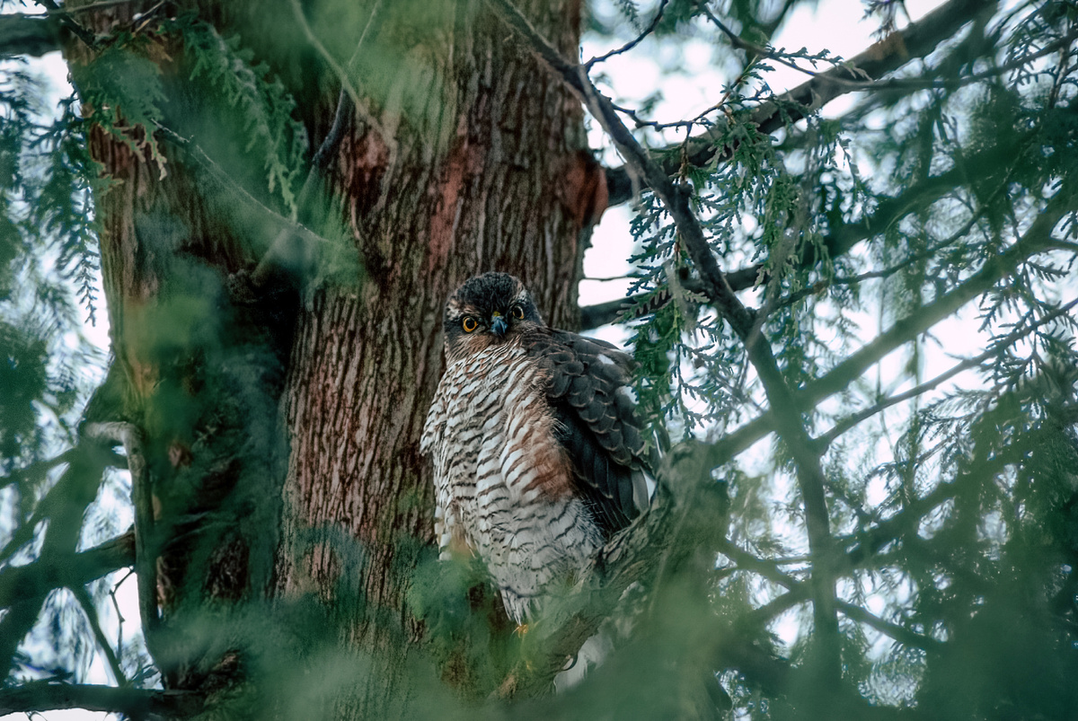 Nikon d80, Nikkor AF 70-300 f4-5.6