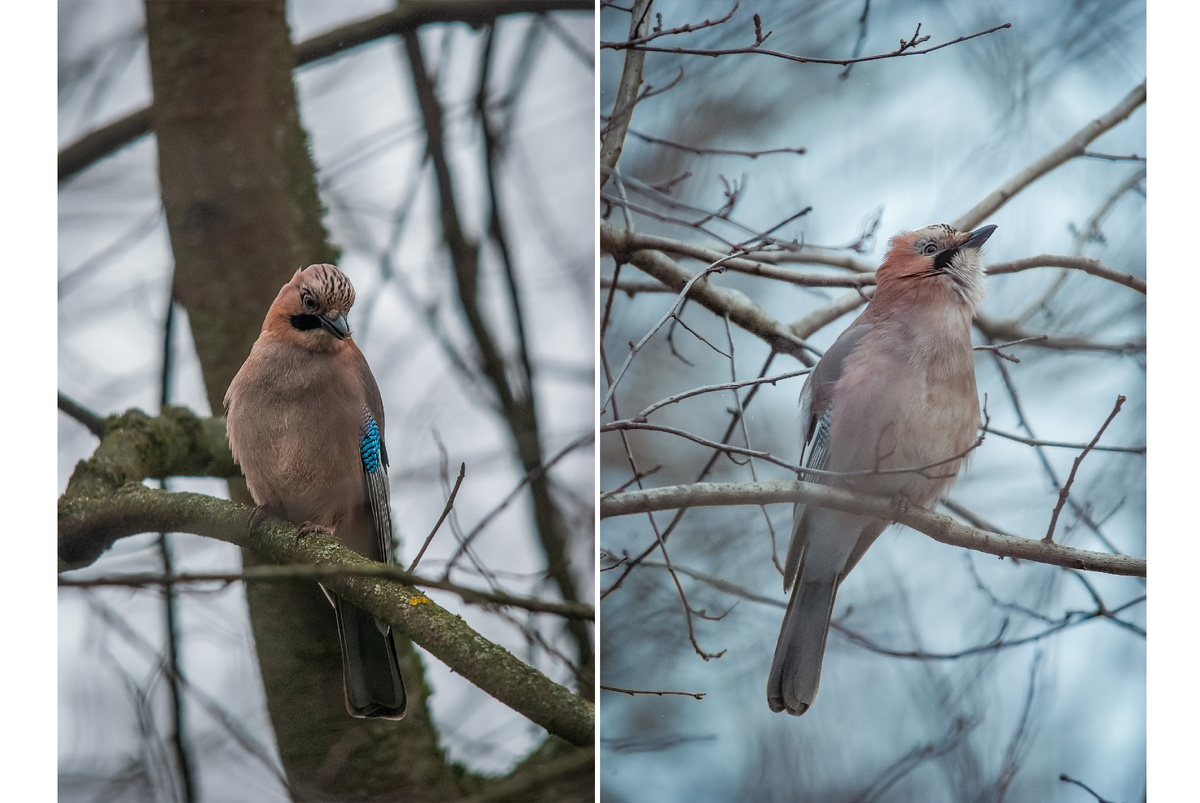 Nikon d80, Nikkor AF 70-300 f4-5.6