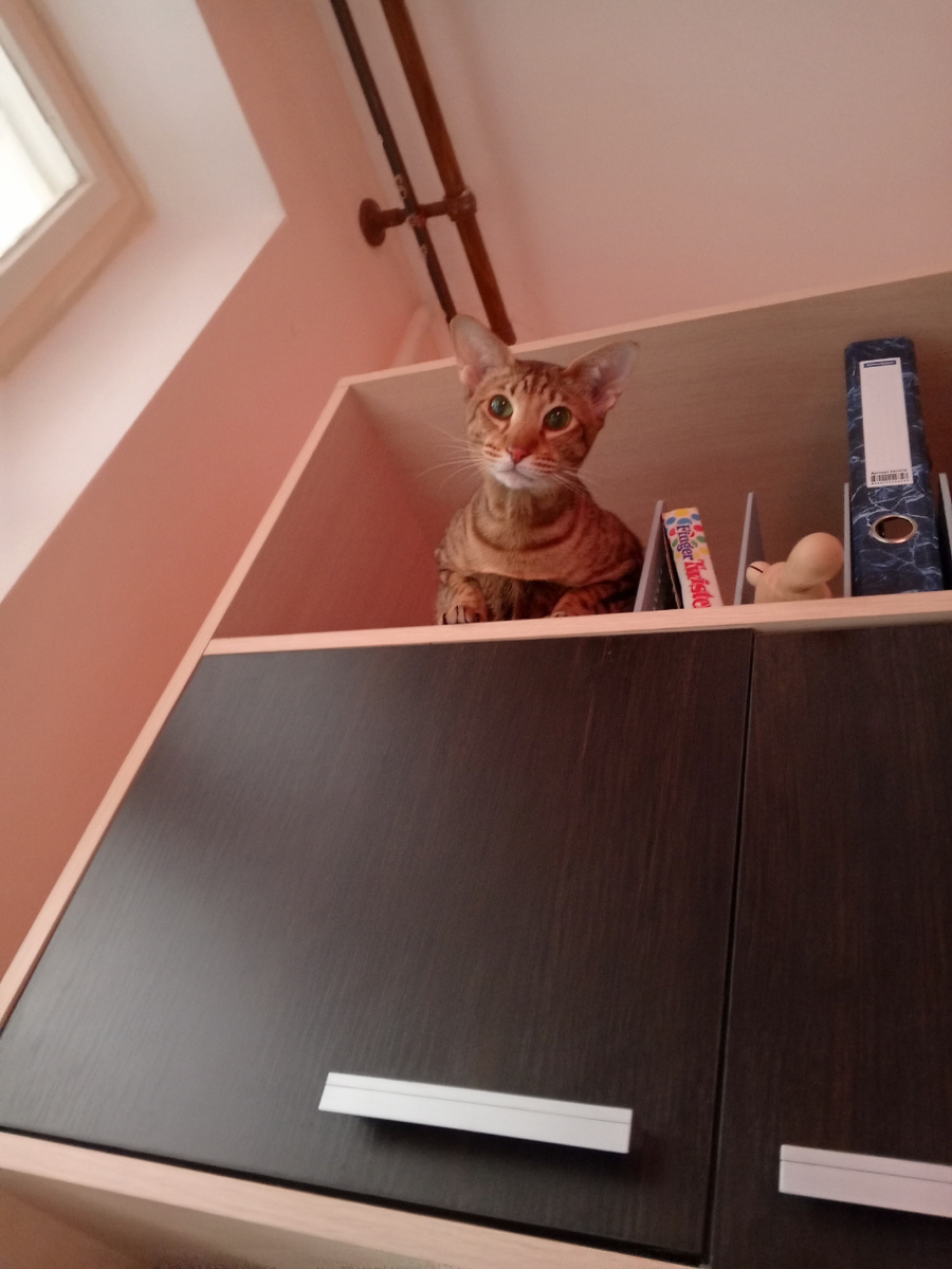 Как обезьянка ходит по всем поверхностям, всё изучает, любит повыше запрыгнуть и за всеми следить