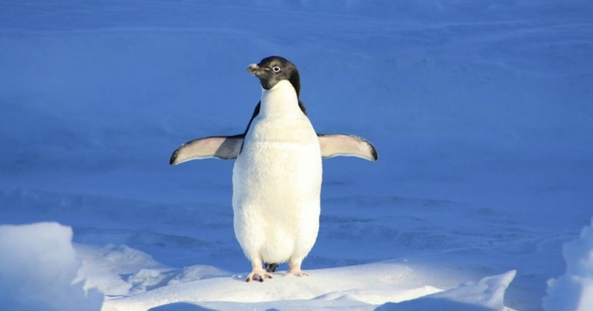 Пинг-вин, птица быстрой победы. 