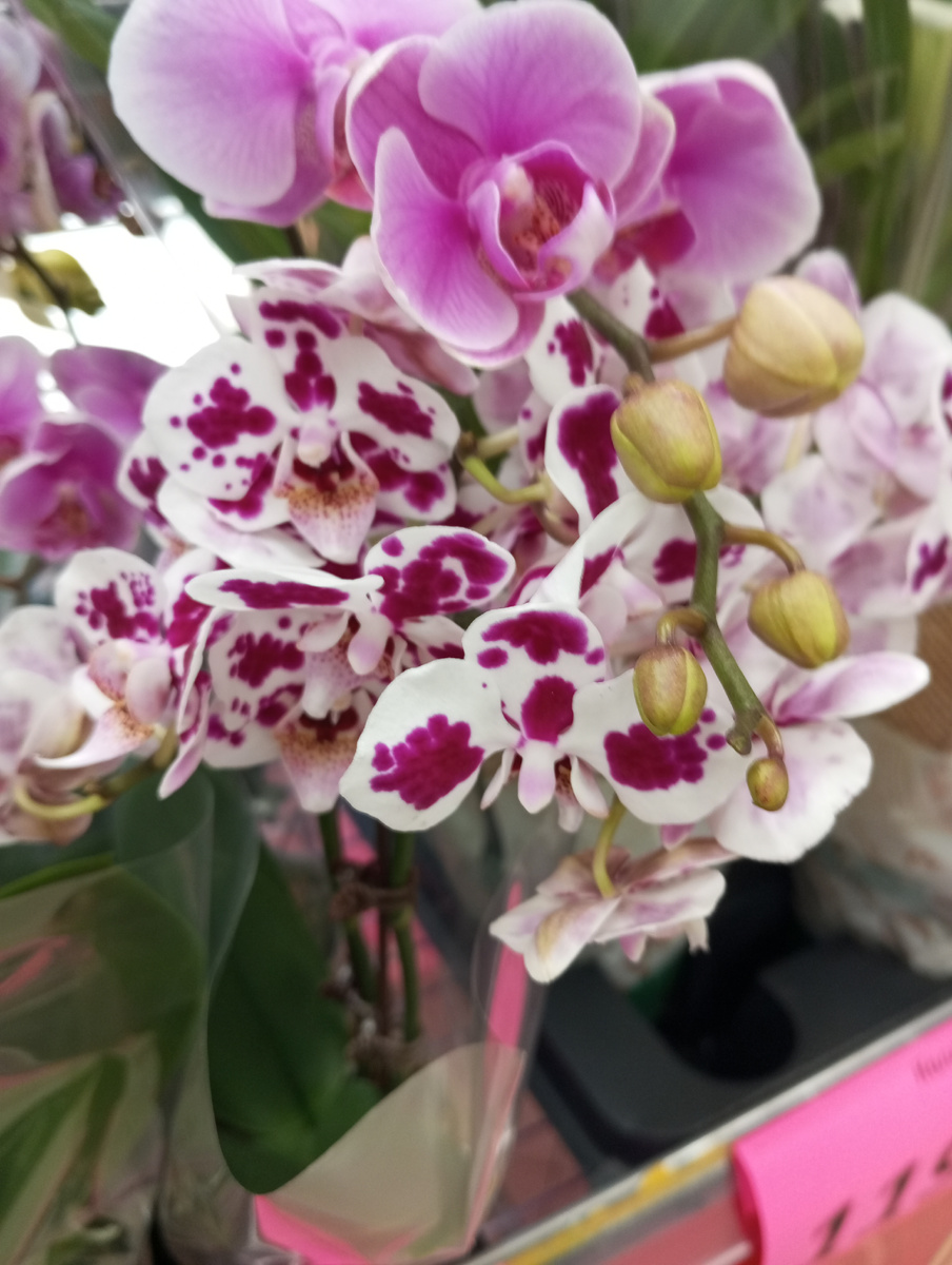 Фото автора статьи, цветы в магазине.