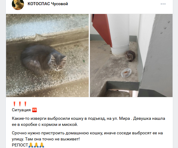 Стыдно за хозяев, которые бросают беспомощных питомцев на произвол судьбы
