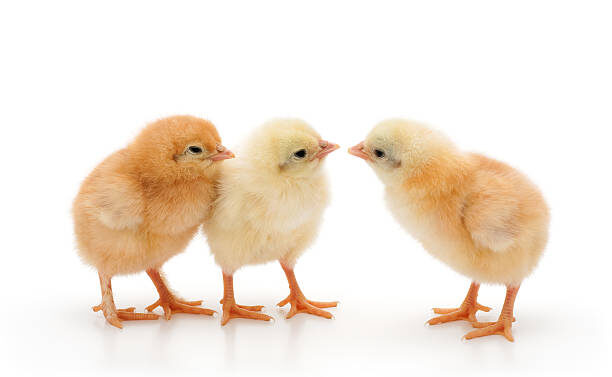 Весна- это идеальный момент для того, чтобы завести цыплят