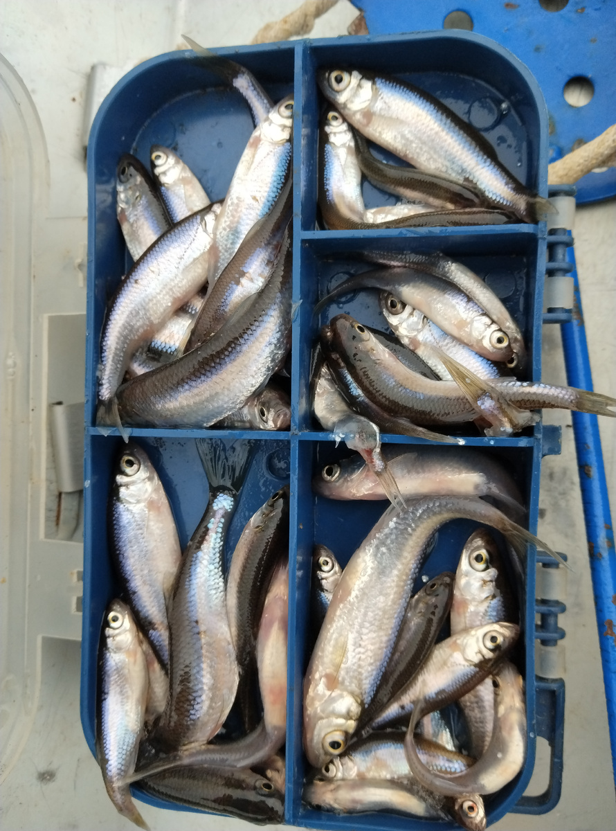 Правда много?