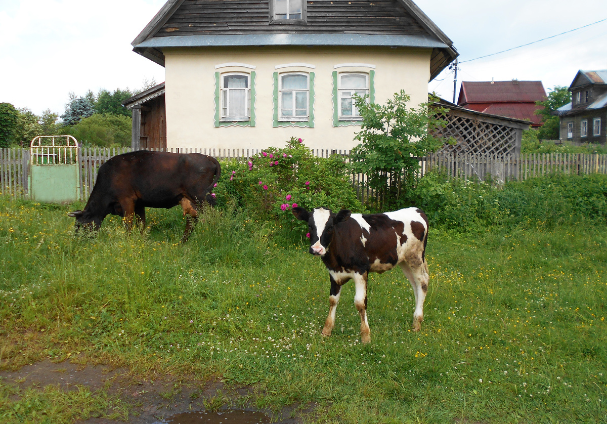 Коровы в деревне