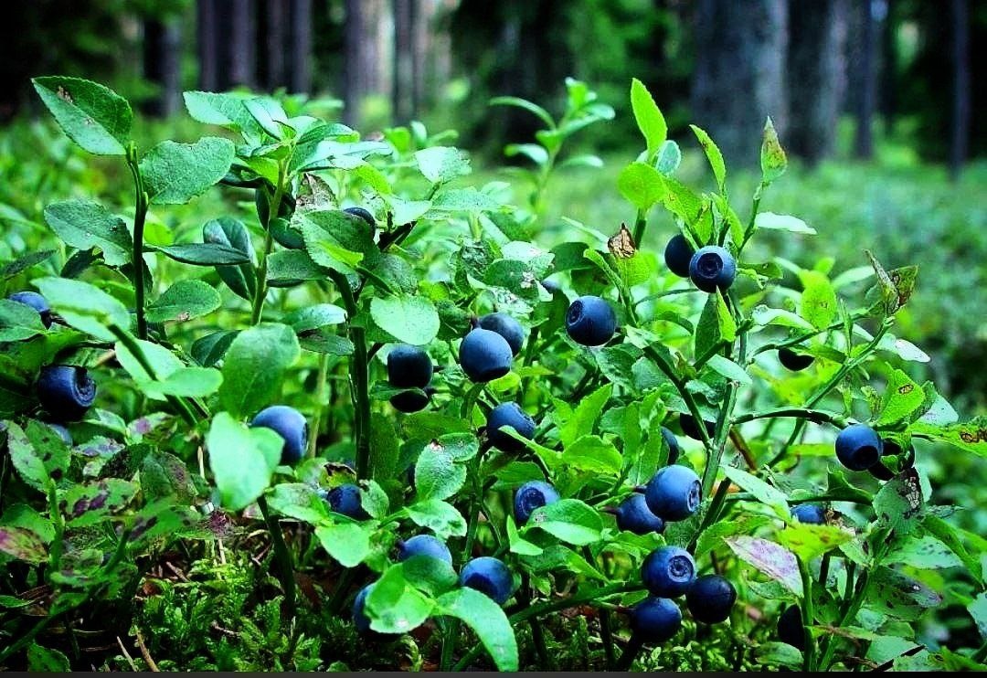 Фото с просторов всемирной паутины.